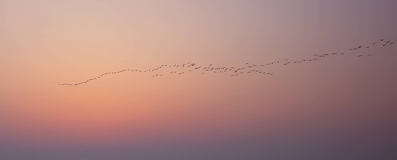 Billede af himmel og fugletræk